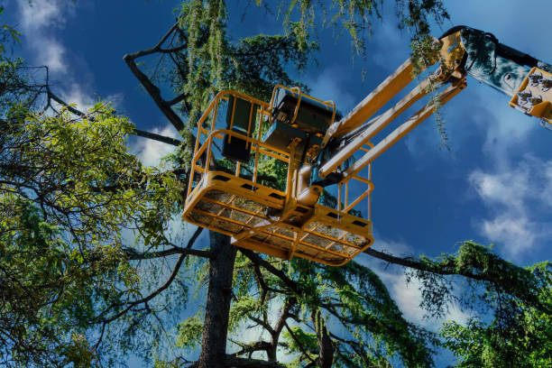 Tree Branch Trimming in Archbold, OH